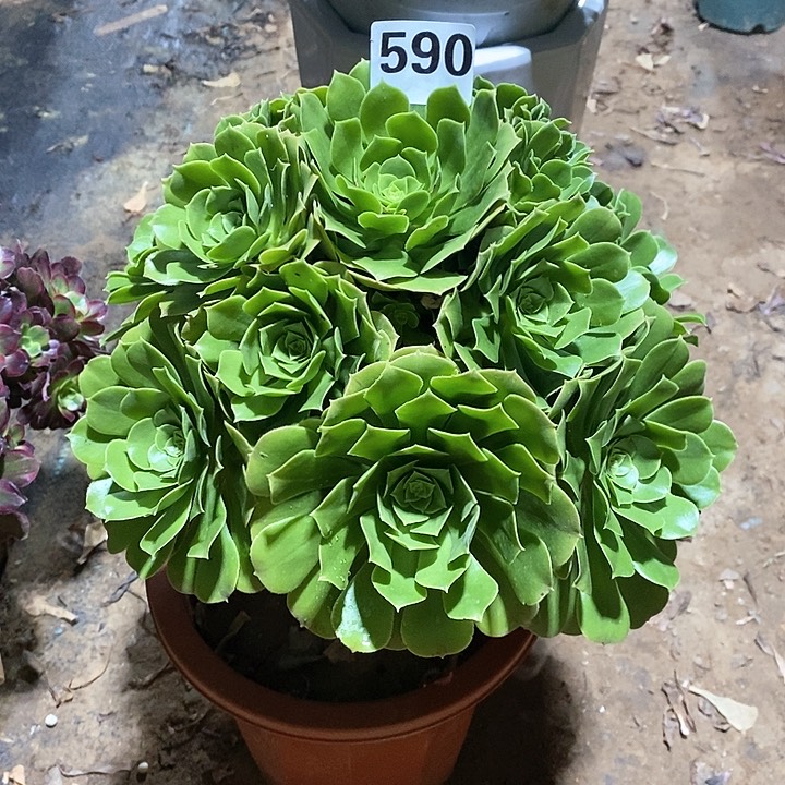 法师植物一物一拍590