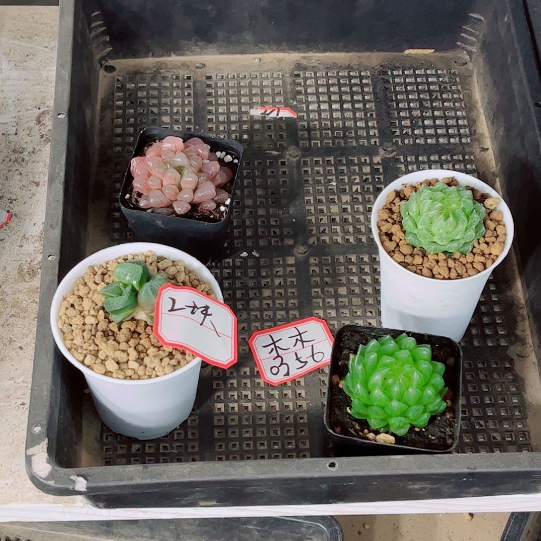 樱变女神粉玉露一勿一拍