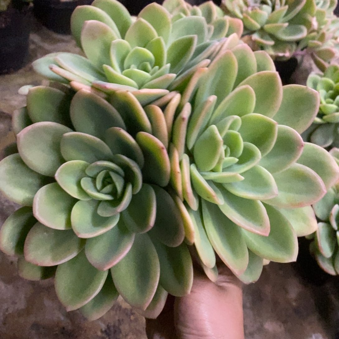 柠檬茶三头起发多肉