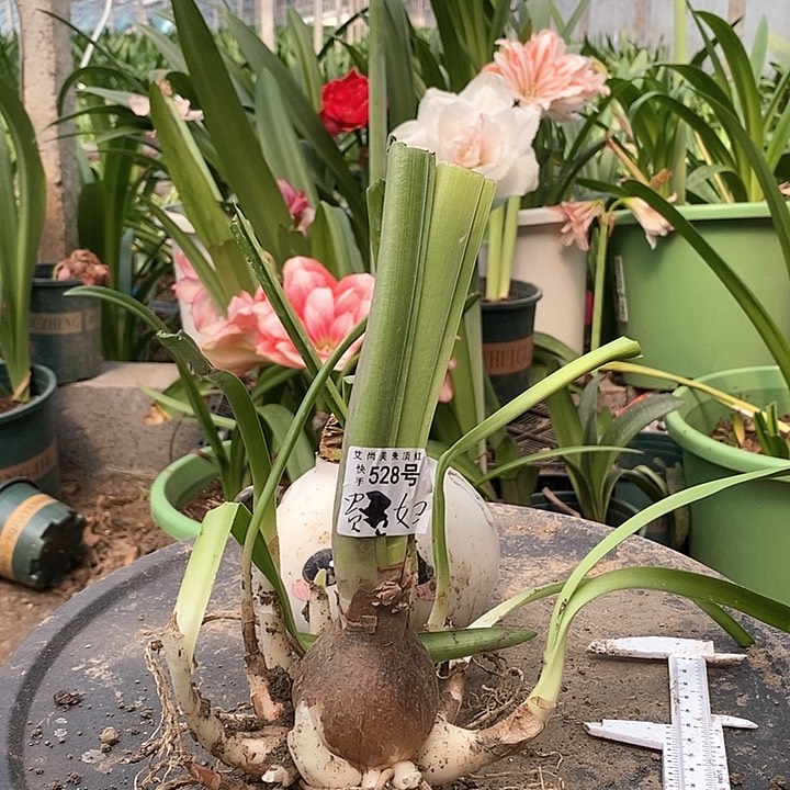 全部花朵贵妇5厘米坨坨528号