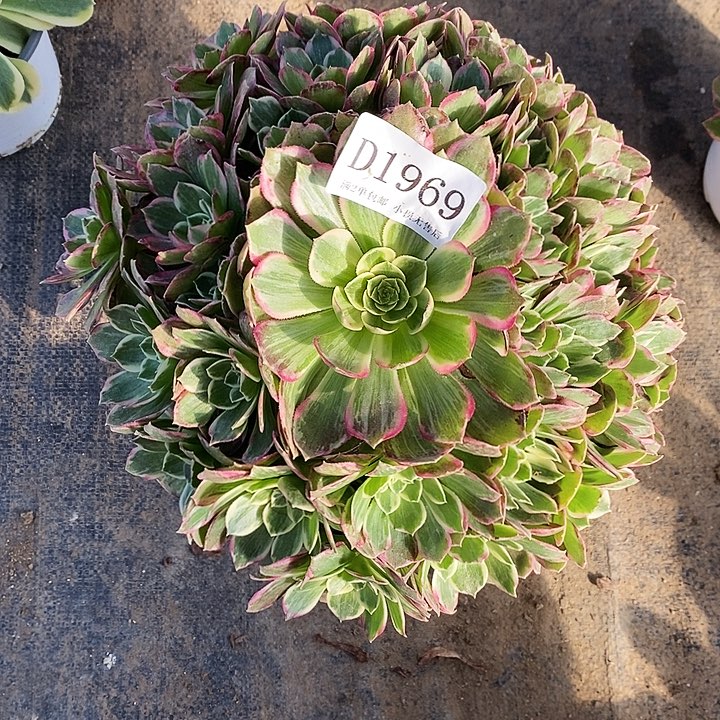 1969粉海王多肉植物