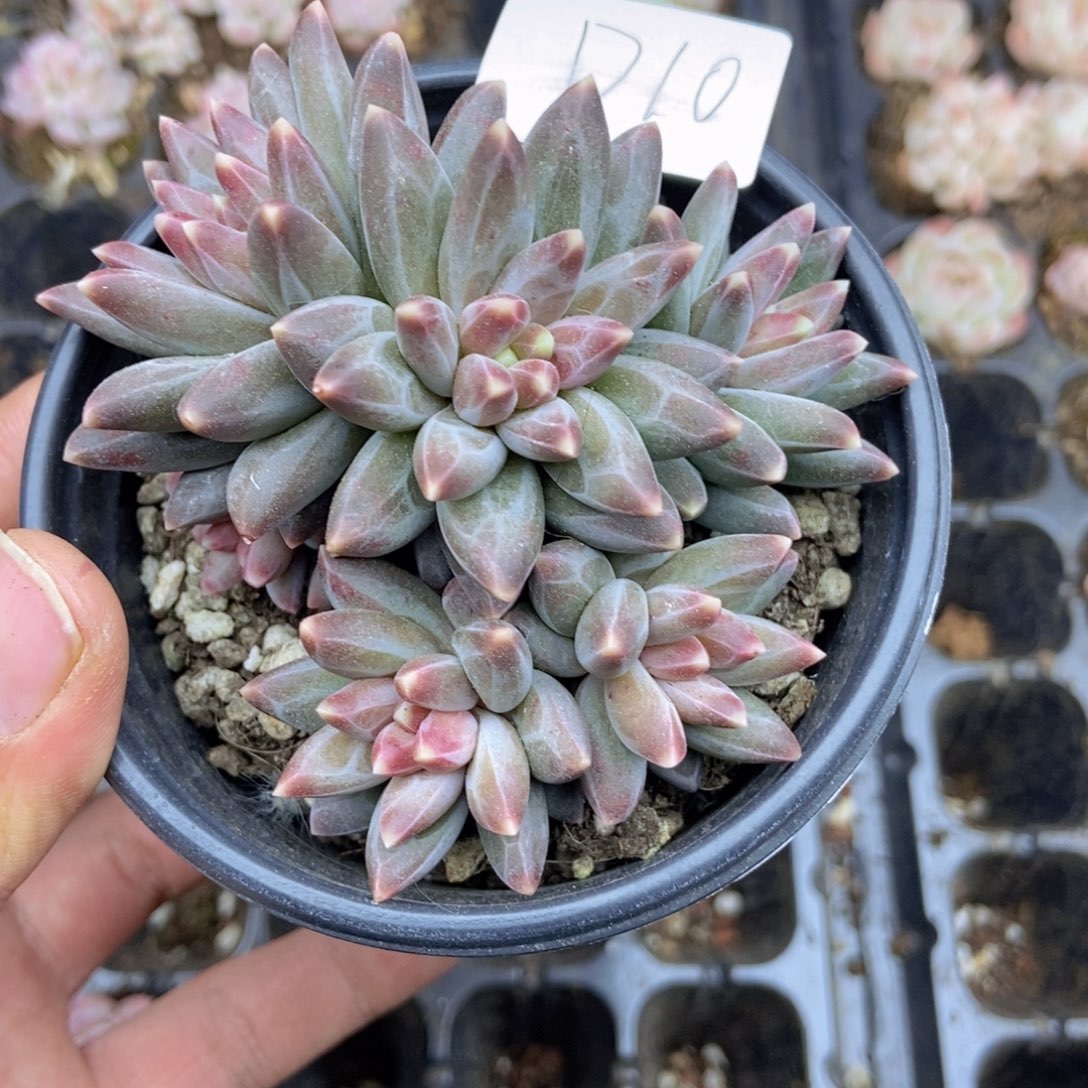 春泥家框拍链接D10