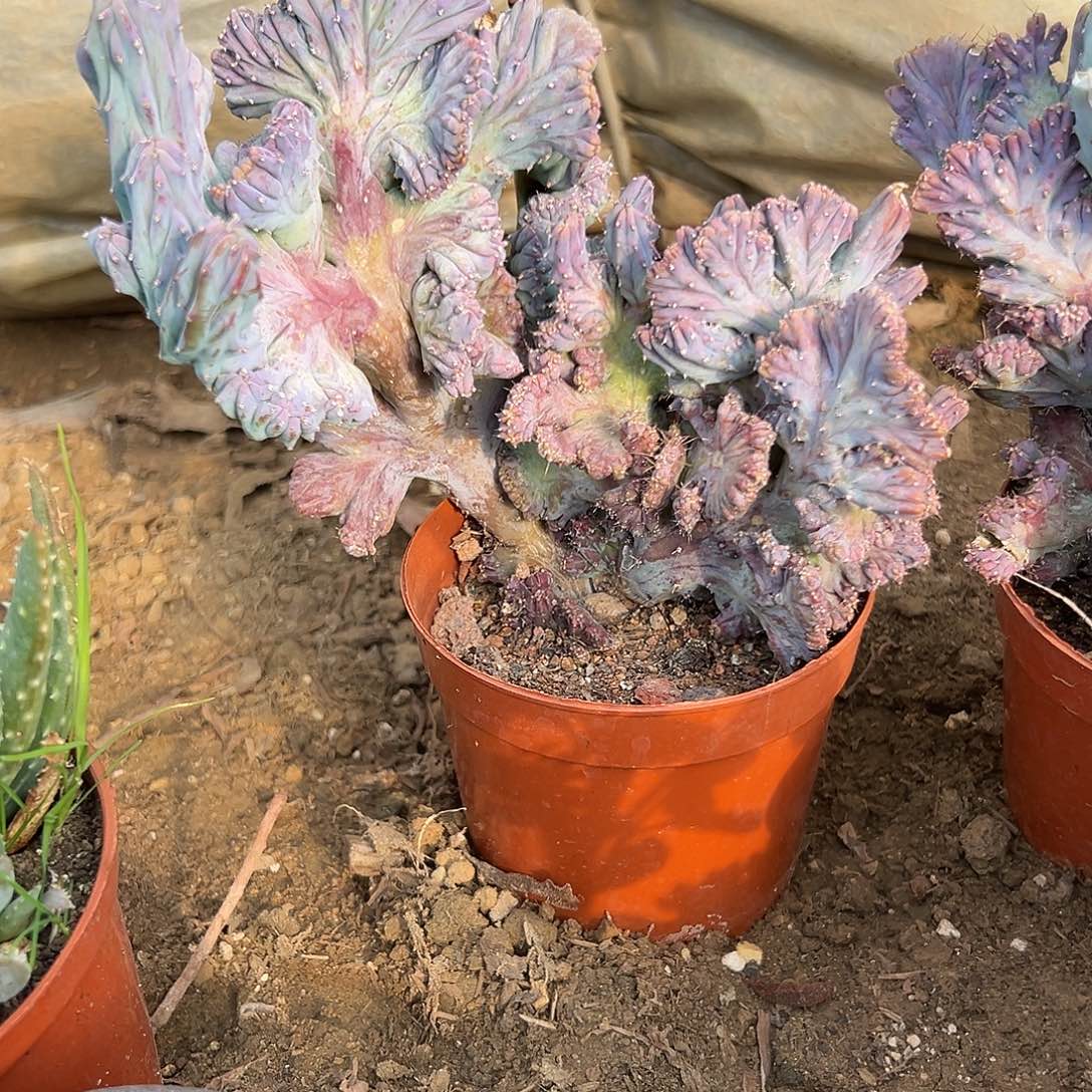 多肉植物龙神木缀化