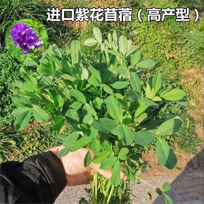 进口紫花苜蓿种籽多年生牧种子四季养殖喂羊牛鸡鸭鹅鱼牧种植种籽