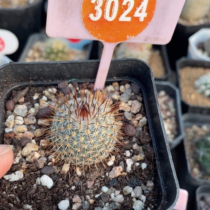 实生乳突30240000000