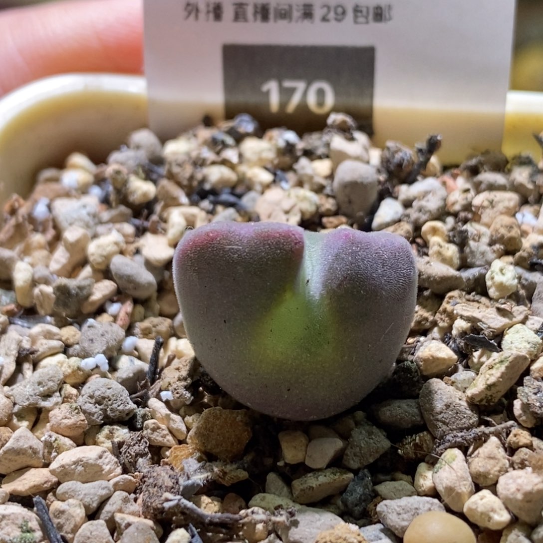 丁***加170号一颗青蛙种缘紫空蝉