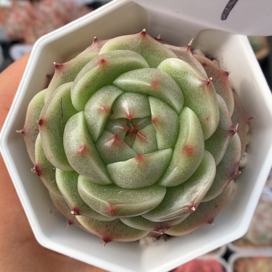 流光麦杆可拍4109号 