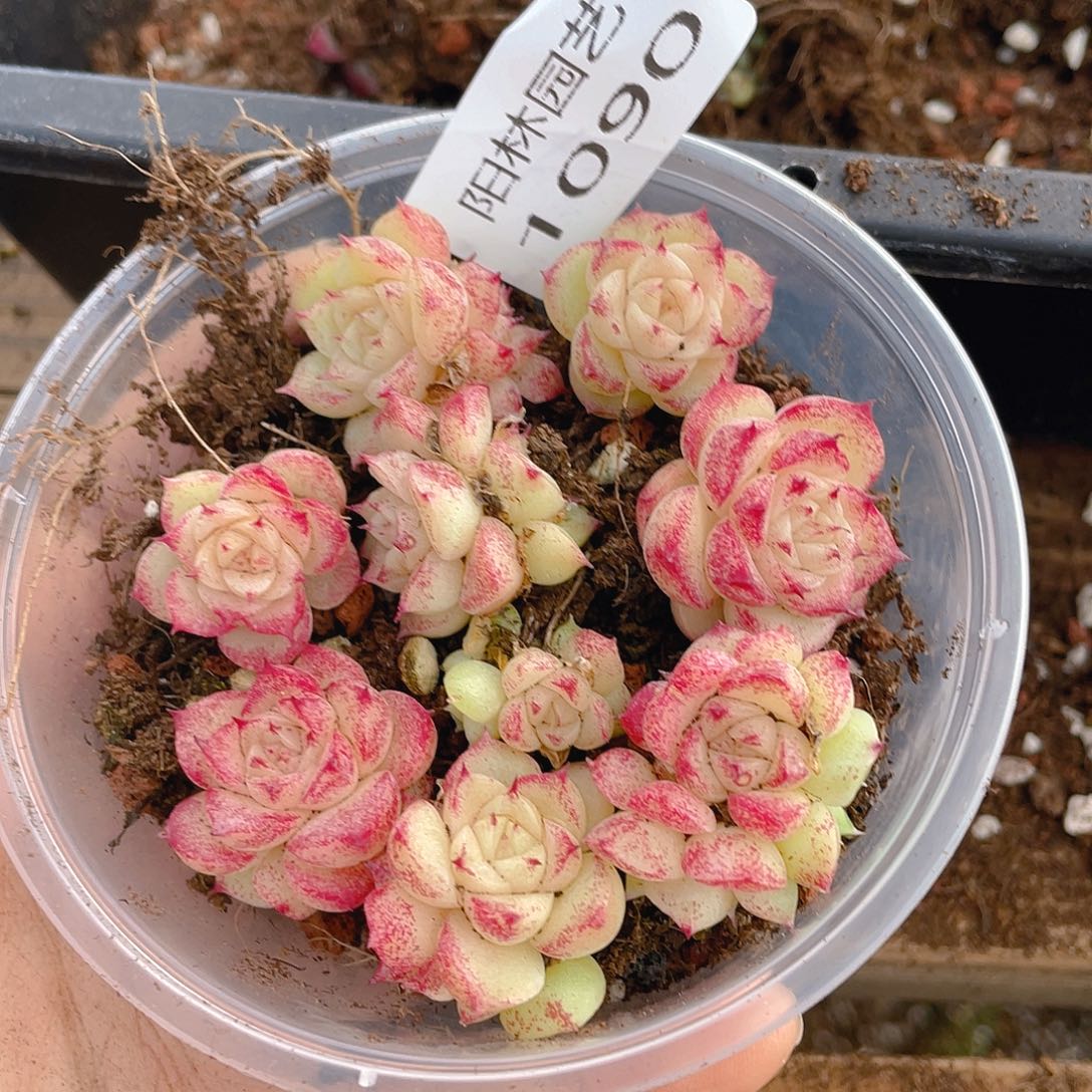 多肉植物多肉植物1090