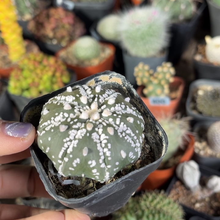 仙人球一物一拍实生