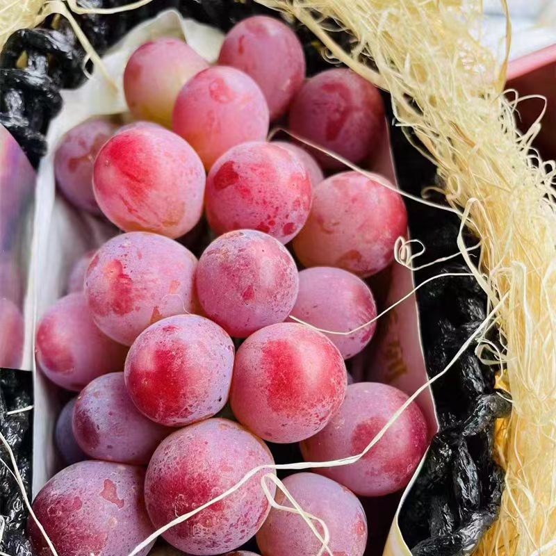 【果然好】云南妮娜皇后葡萄当季新鲜罗马红宝石无籽葡萄包邮G云南省