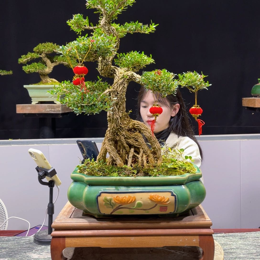 四季常青老桩黄杨盆景