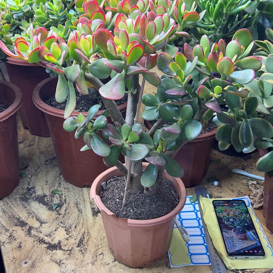 蝴***兰完全开放黄金花月一物一拍