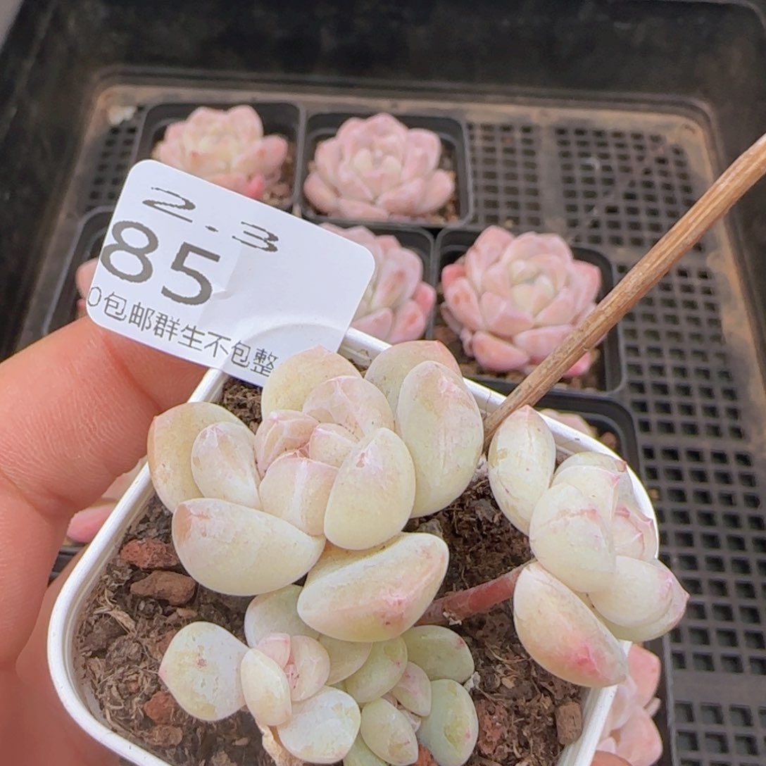 四头冰玉一颗脱土发货