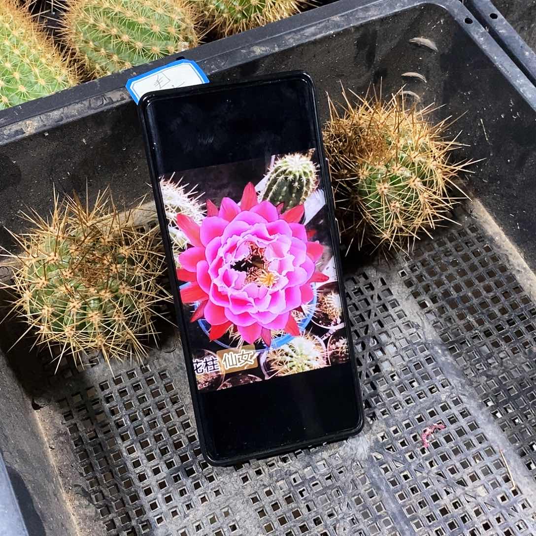 毛 仙女/侧芽歪20包邮/6公分