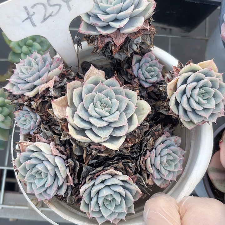 两单包邮，一物一拍254月亮仙子