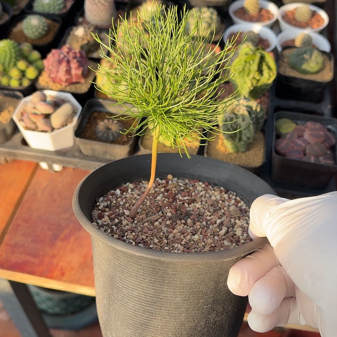 *****鸡毛掸子仙人球221