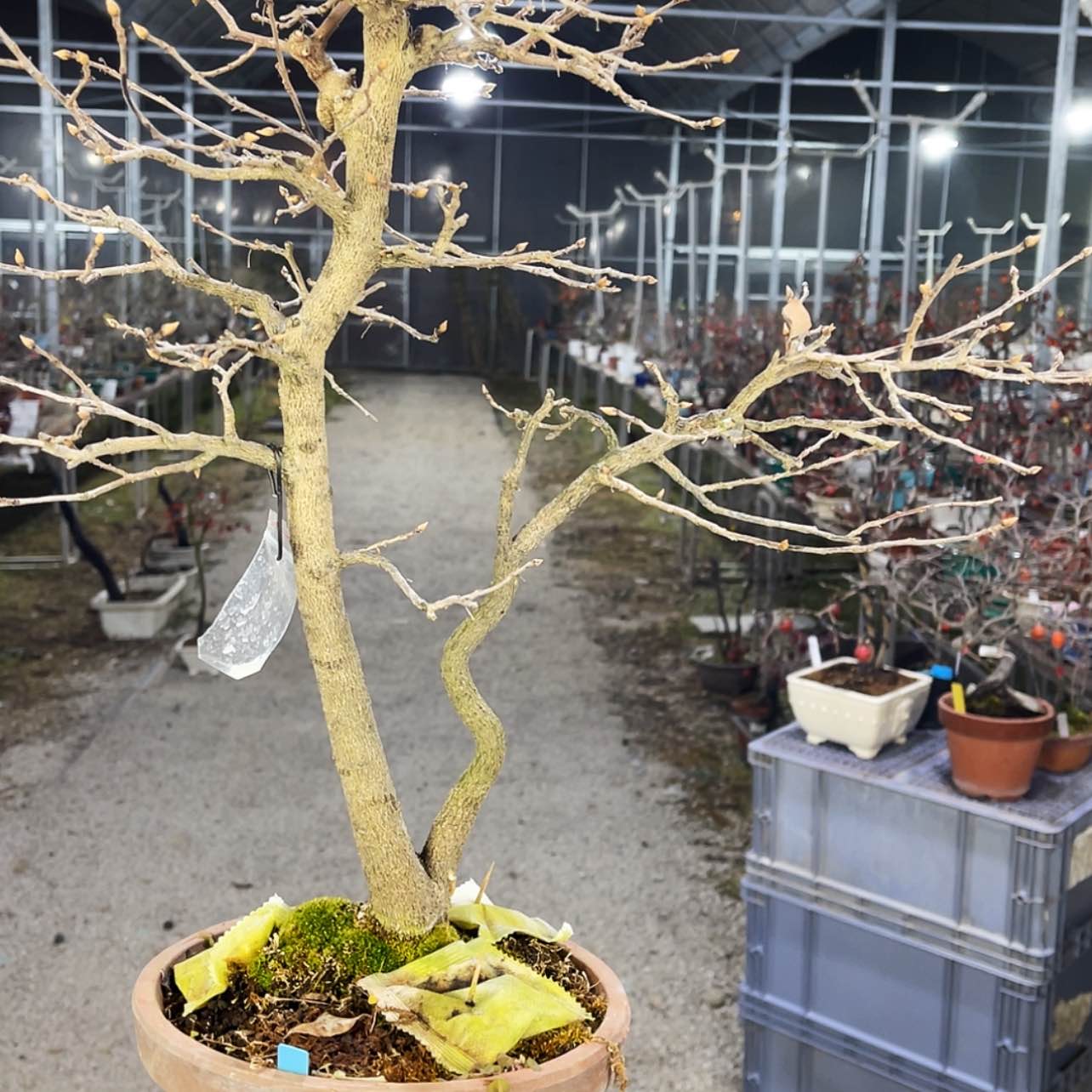 【闪购商品】老鸦王****拆600