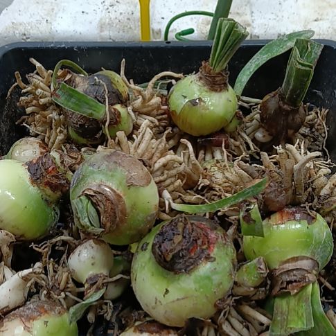 无花朵霓见星5+发一个