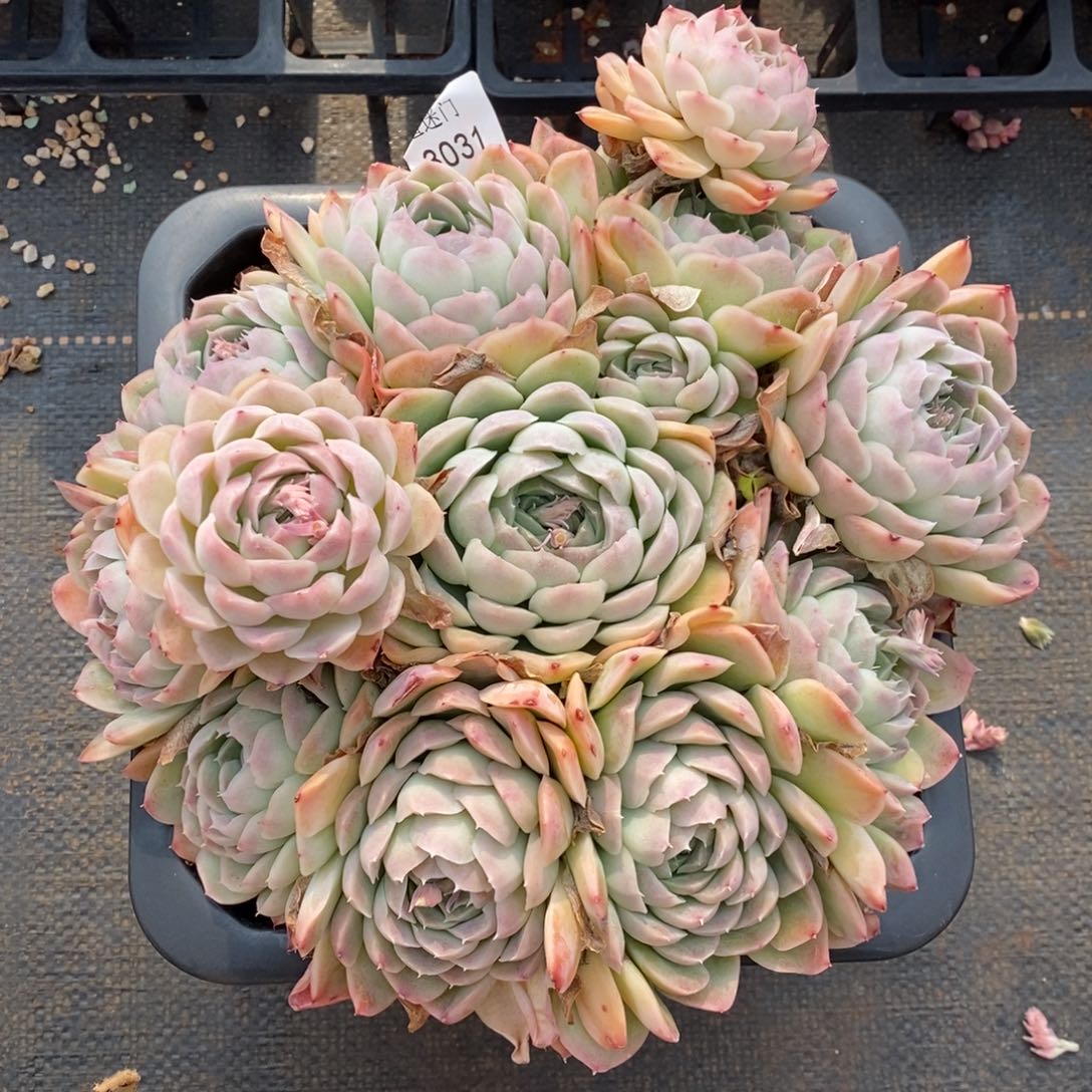 -****_女神节快乐3031