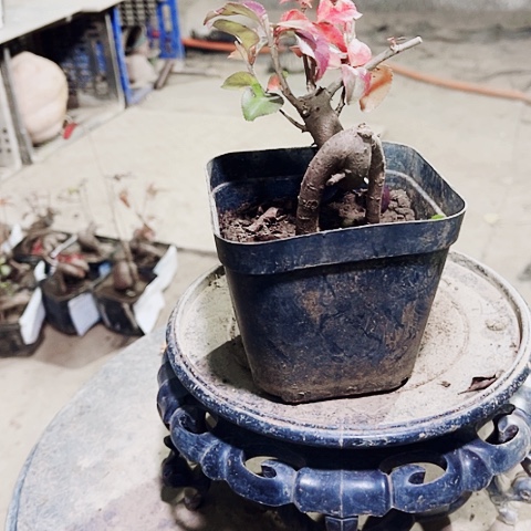 老***车无花朵小微盆景艺术学院造型艺术