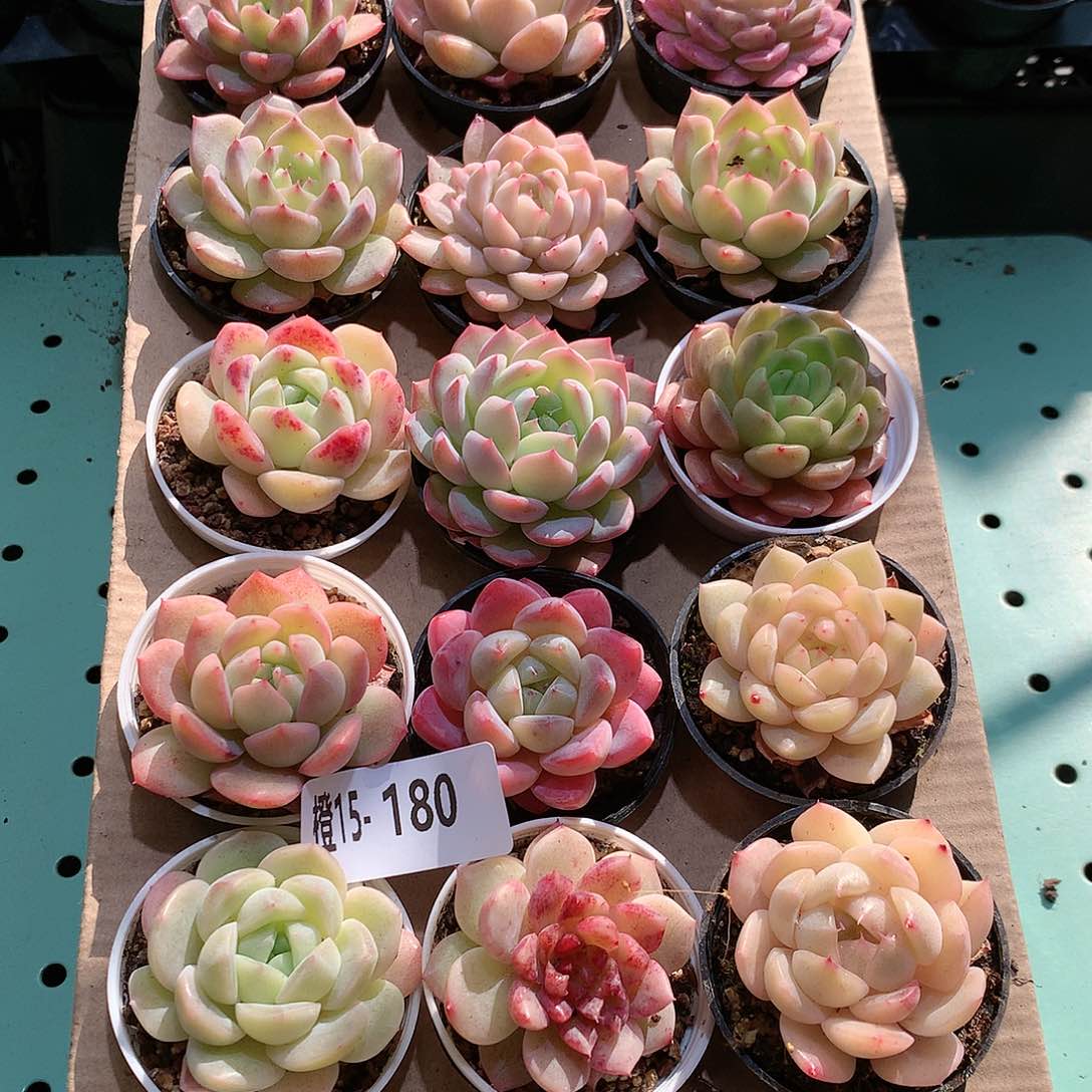 15-180一物一拍带盆18颗。