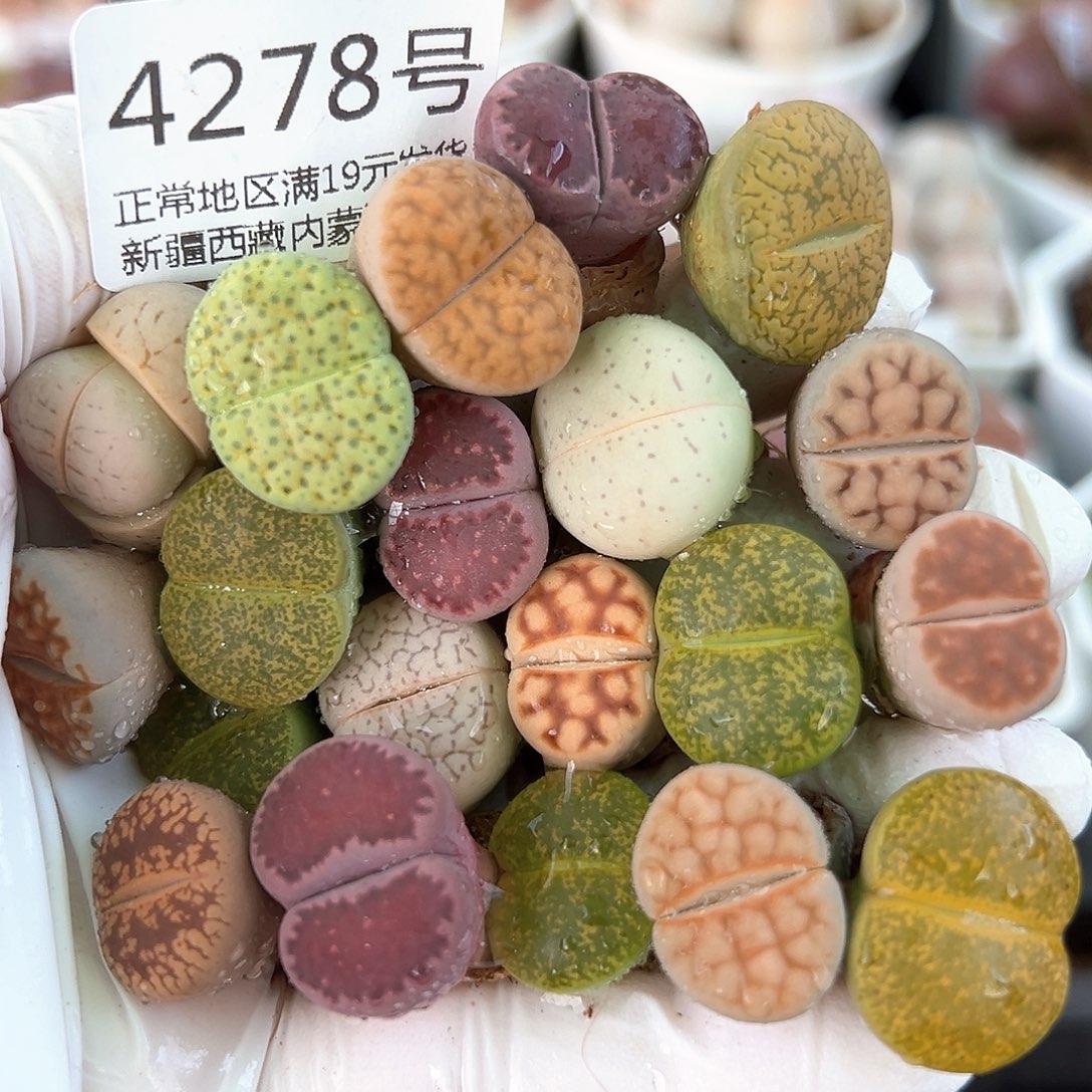 好养易活生石花大母本4278共20个