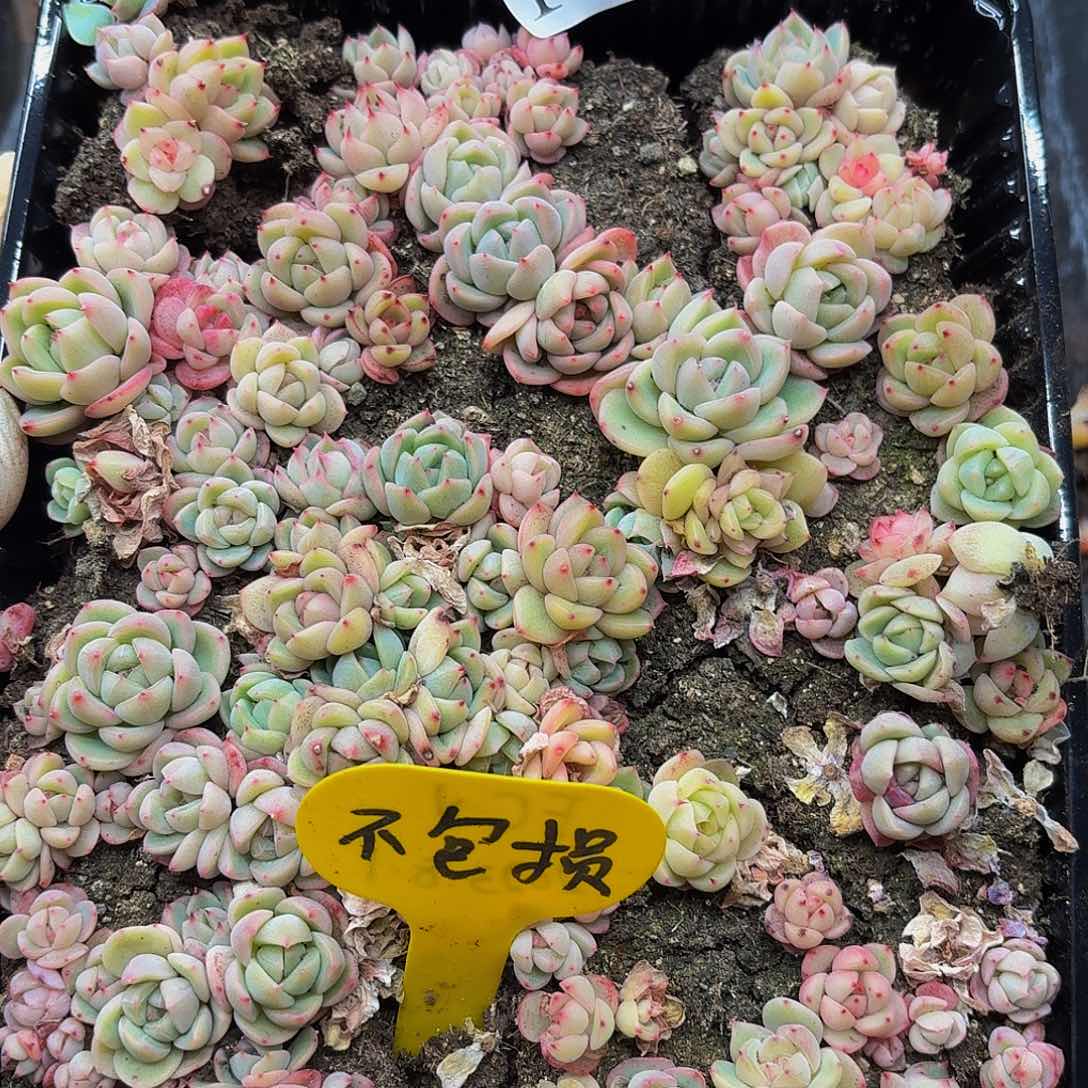 多肉植物多肉植物114