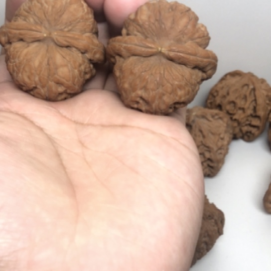 42尺寸元宝核桃核桃