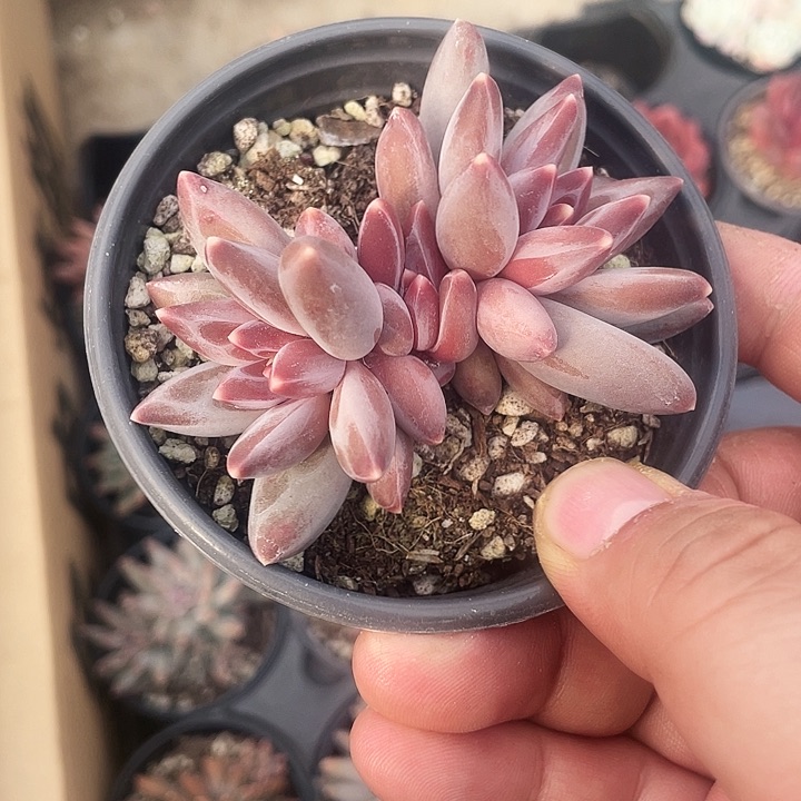 松松美人18.8一盆88888