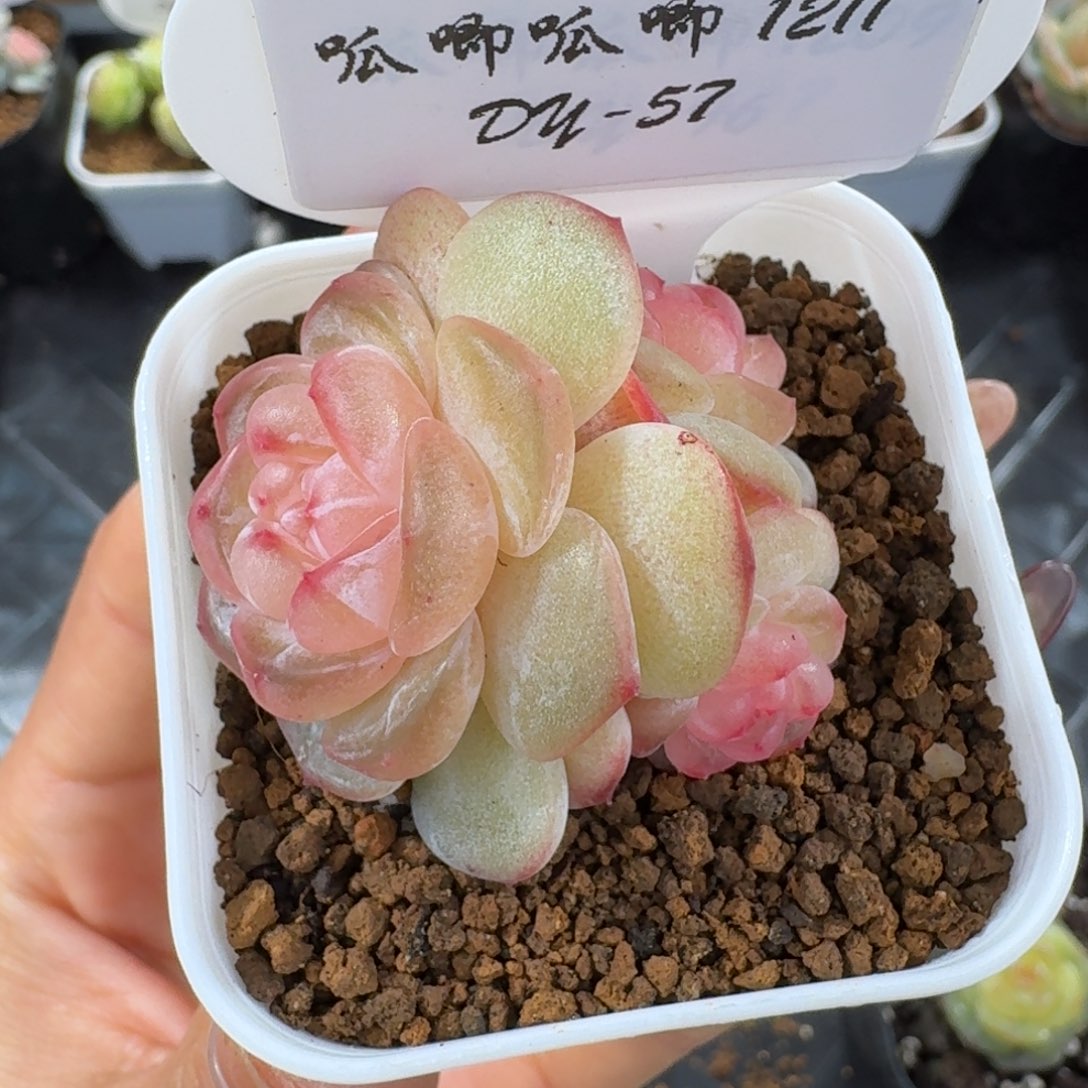 1211-57-牡丹三头f一颗多肉