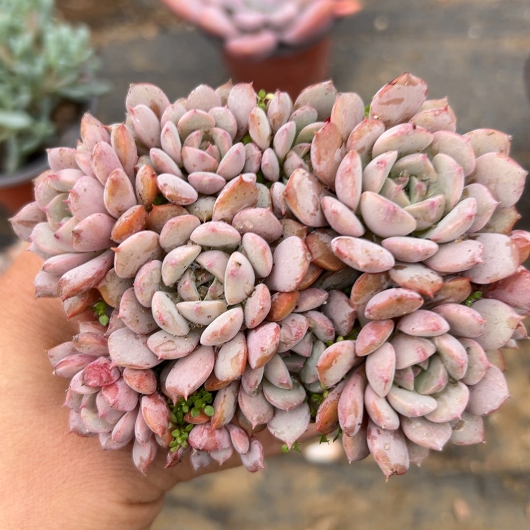 父母肉植物中央音乐学院