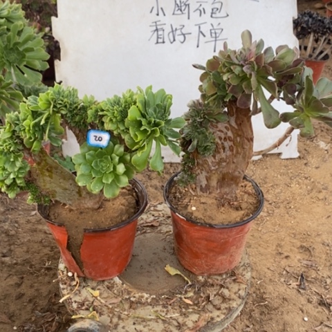 两颗法师一物一拍