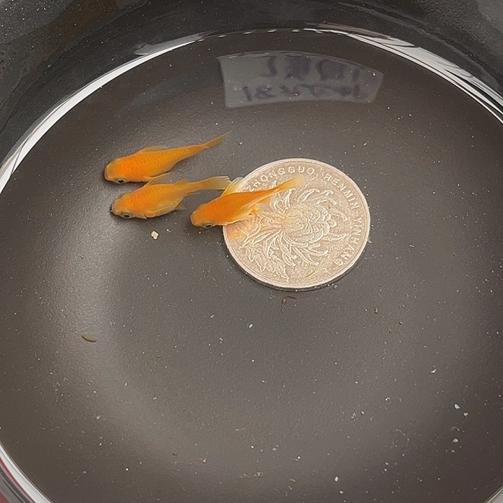 青鳉鱼球体3条16号