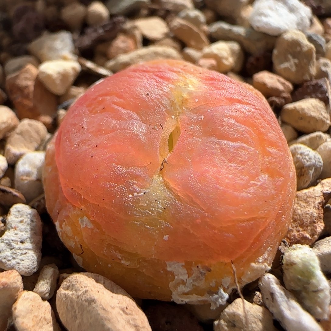 5021 大白多肉植物园