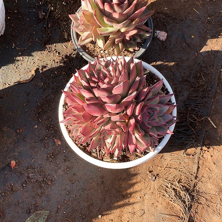 A***装补差特价活动开始了