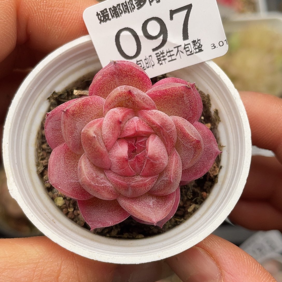 097 3.3一物一拍精品美肉