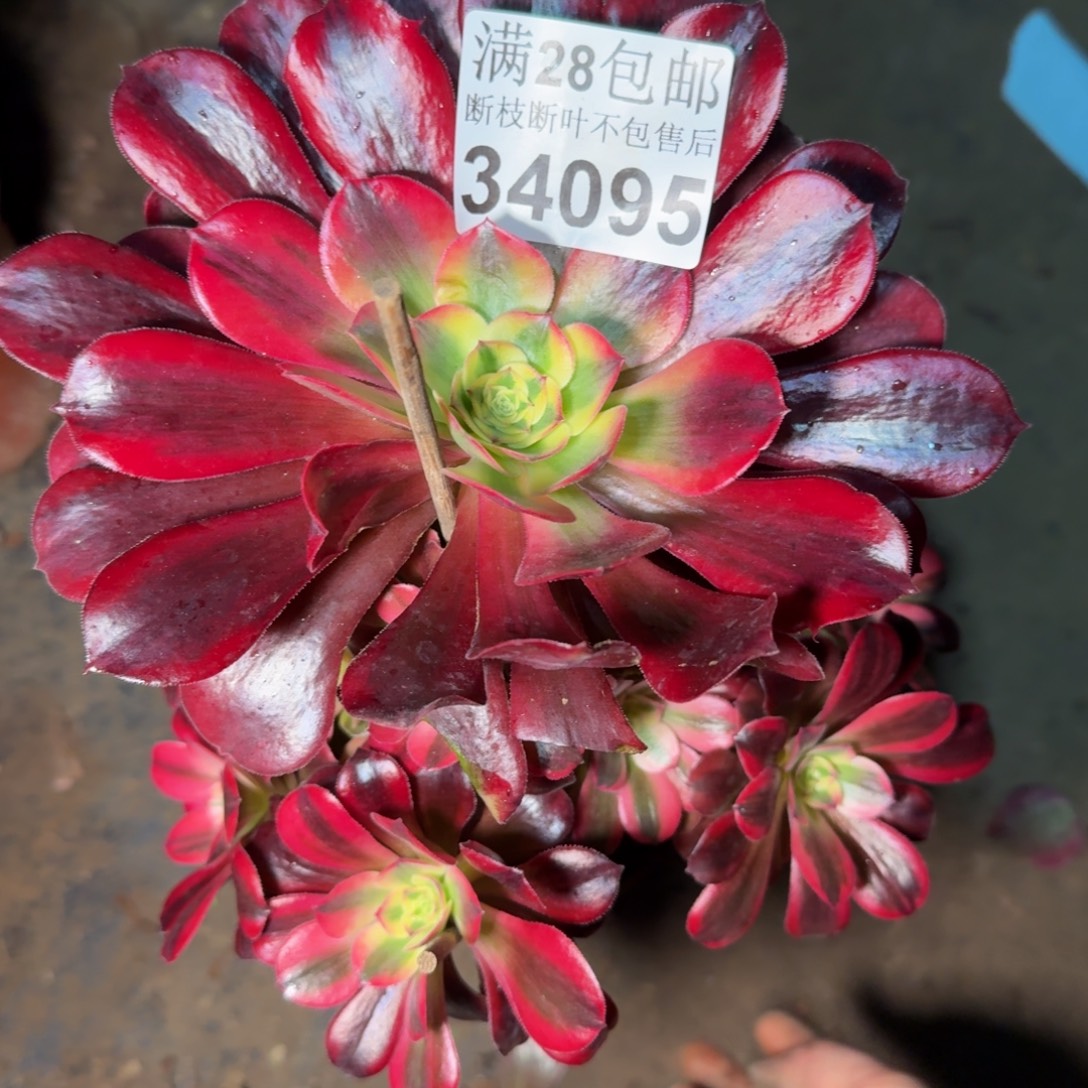 34095美杜莎多肉植物