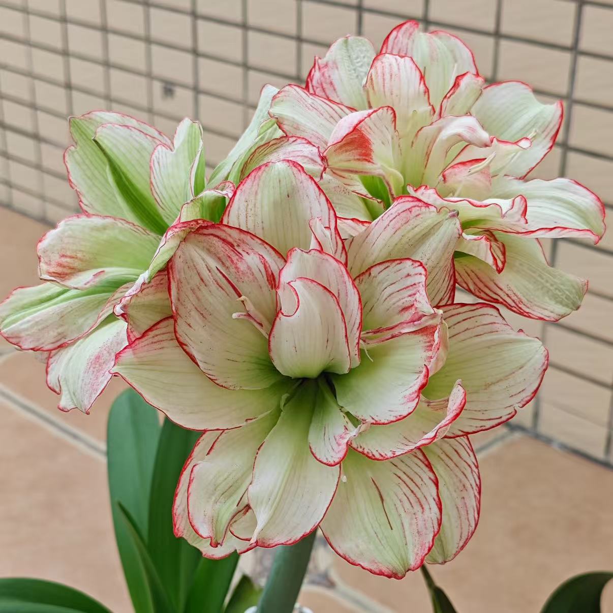 重磅重瓣好品种