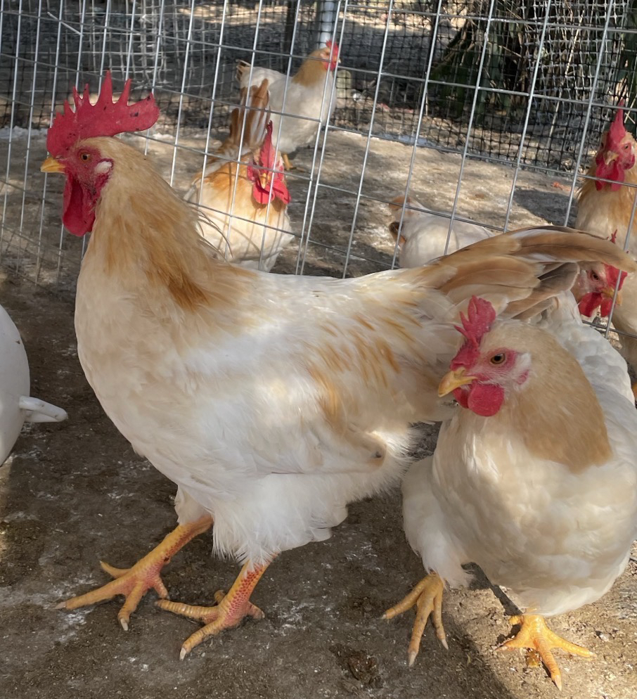 【1公2母】古典公鸡母鸡鸡肉 皮脆肉滑 整鸡发货