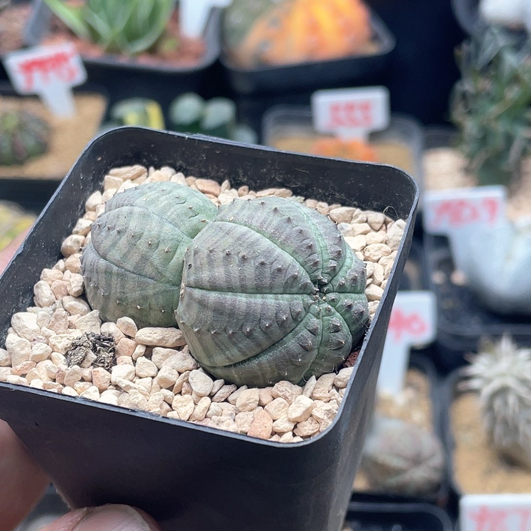 双头龟背欧系布纹球