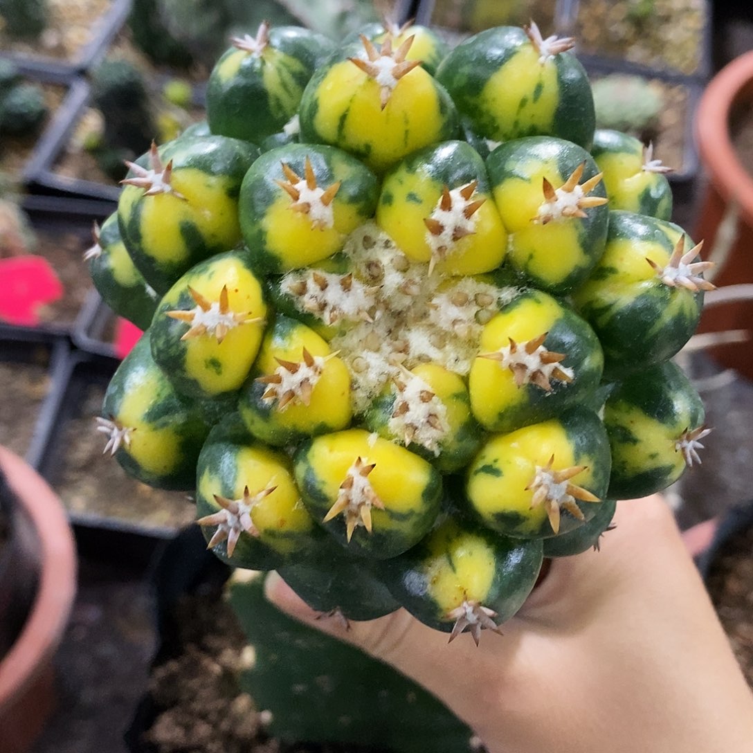 花花草草花花草草