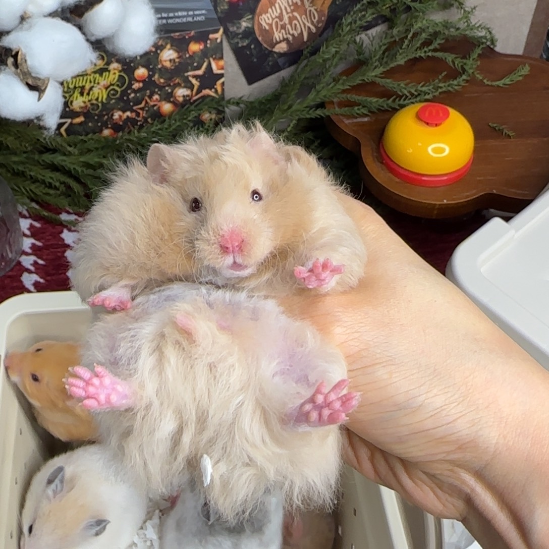 卷毛香槟妹妹10.25生日