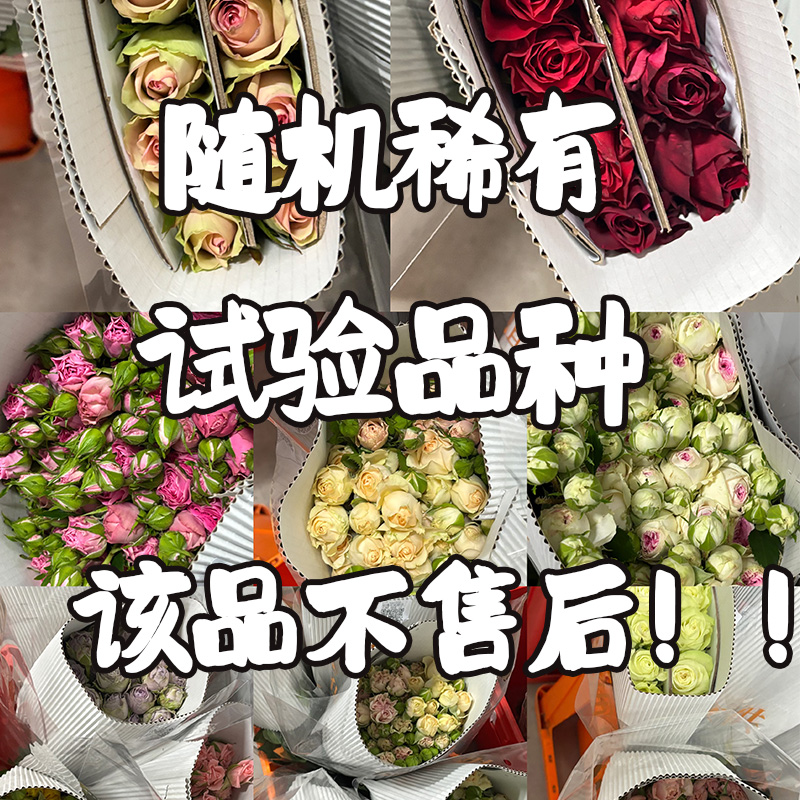【玫瑰实验品种】不售后 一种或多个品种随机发货 顺丰包邮