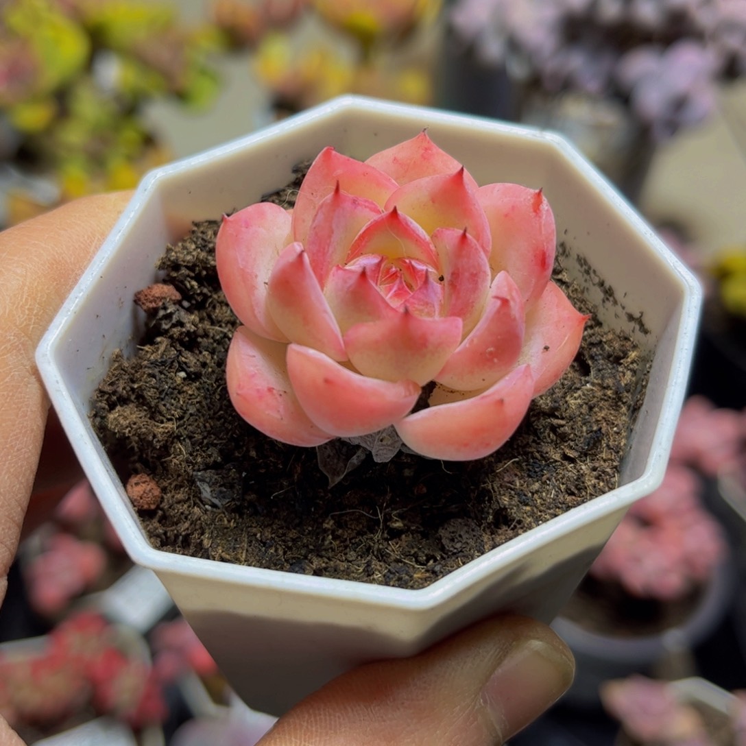 433法兰西玫瑰4厘米多肉