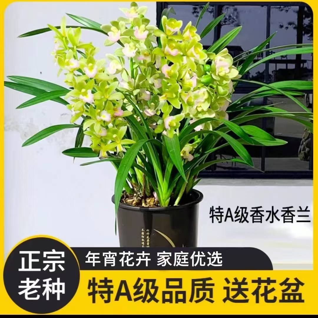 香水香兰【8苗4-5花剑】浓香型国兰好养花卉绿植盆栽带花剑花期长