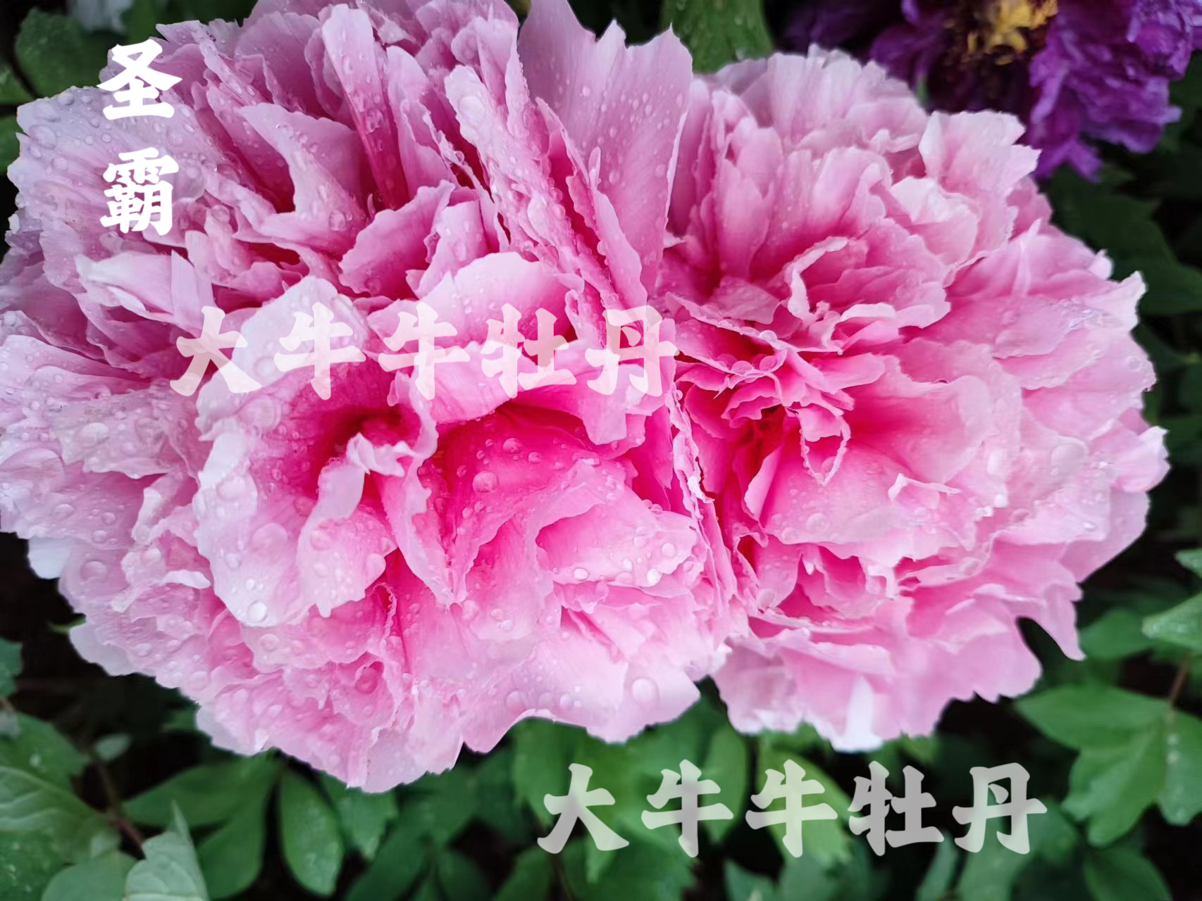 【圣霸】日系进口稀有牡丹品种花苗基地直发 先发肥，秋季发苗