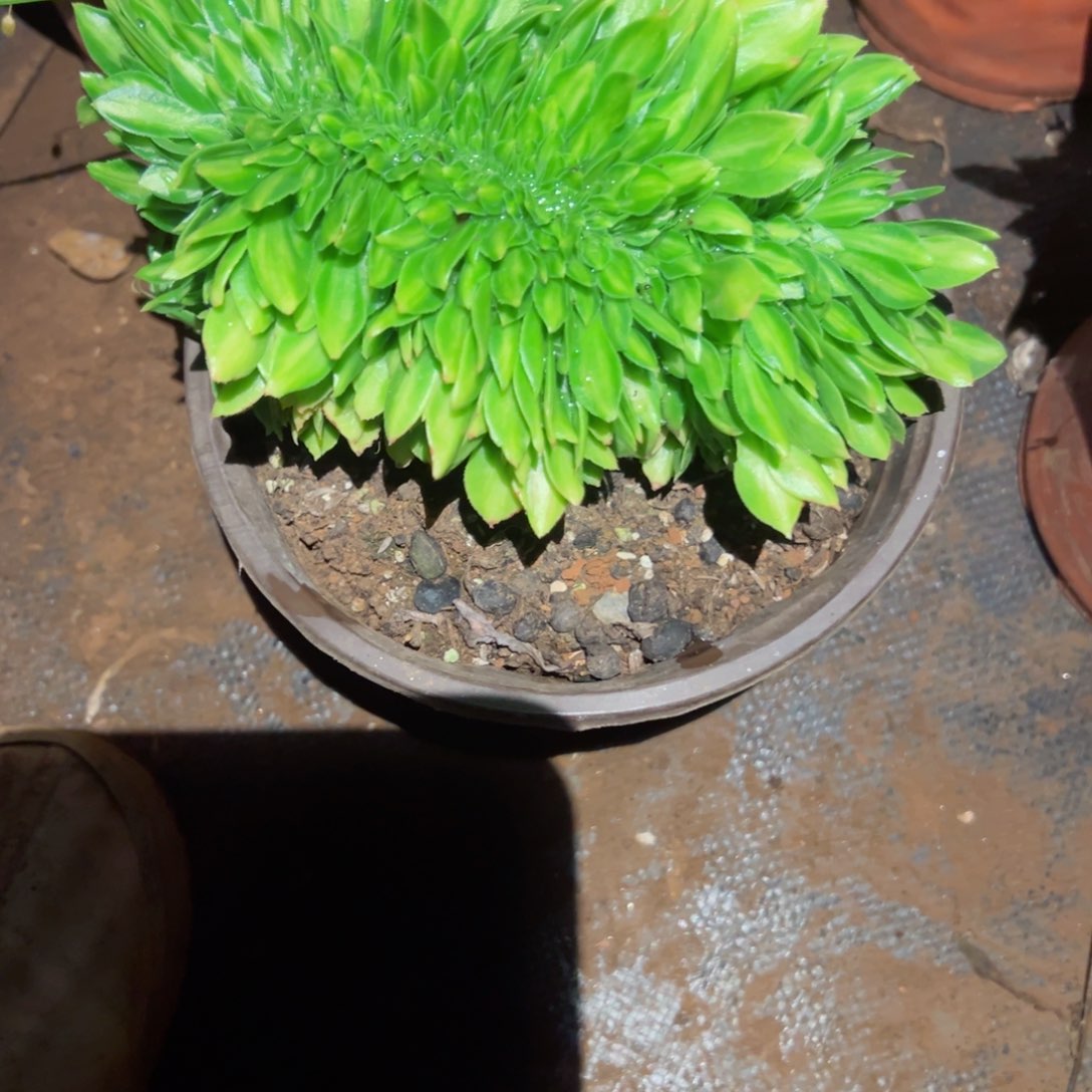 769 号多肉植物新年福利