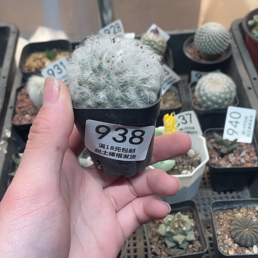 938白云高砂（满18包邮）