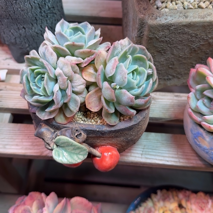 泡泡纱多肉植物fgvvghjj