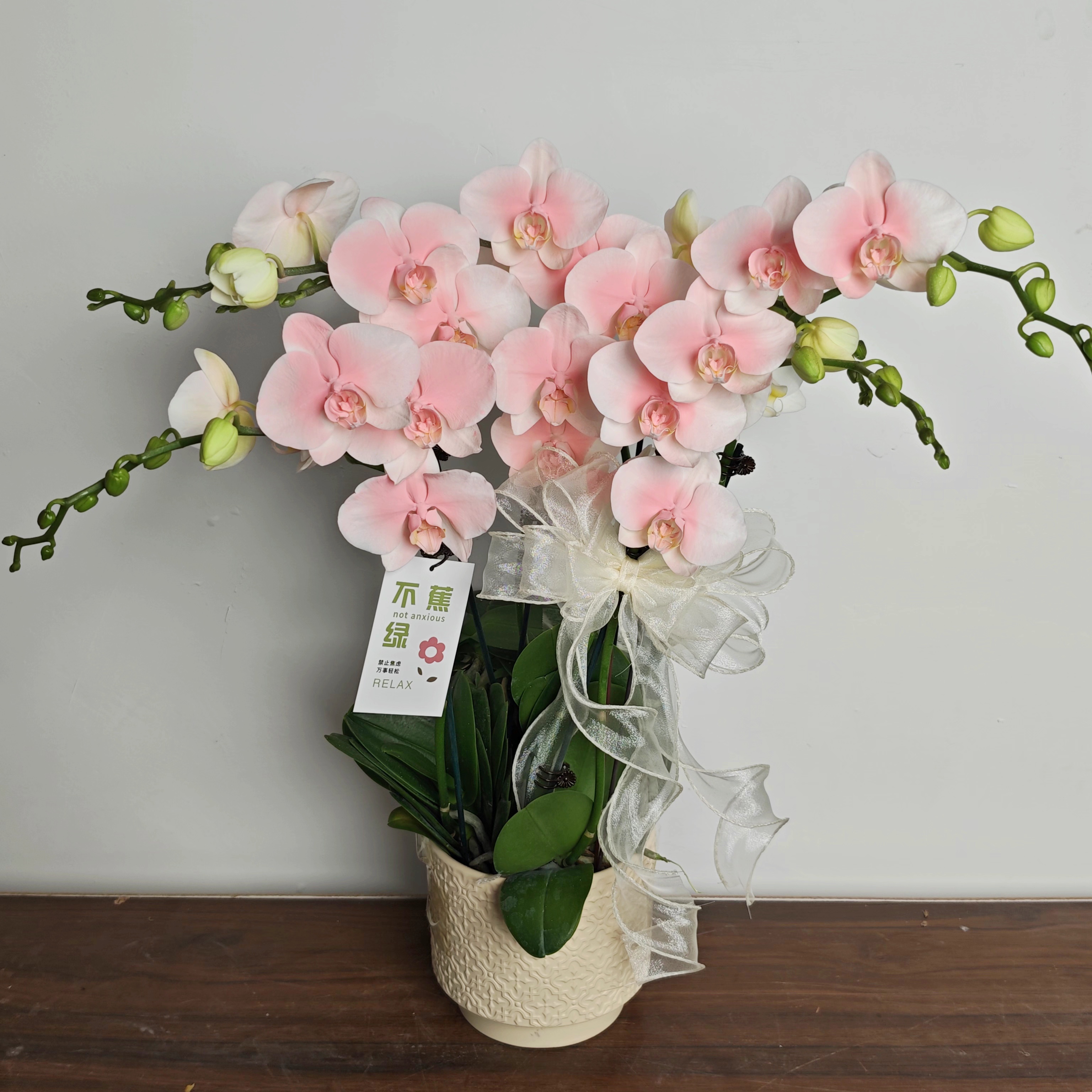 【春日桃花】蝴蝶兰马卡龙色系 稀缺艺术喷色好养耐养基地直发